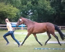 jumper Escala G (Hanoverian, 2009, from Embassy III)