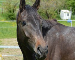 dressage horse Fil 3 (Rhinelander, 2013, from Florestan I)