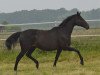 broodmare Naika xx (Thoroughbred, 2004, from Protektor xx)