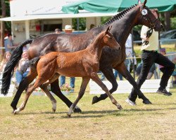 dressage horse Hengstfohlen von Sarotti Mokka Sahne / Weltmeere (Hanoverian, 2015, from Sarotti Mocca-Sahne)