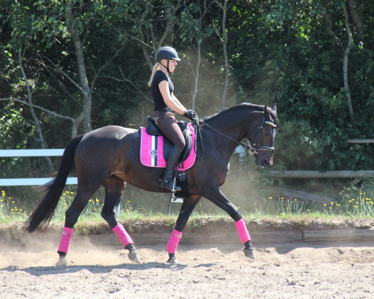 broodmare American Dream (Trakehner, 2007, from Axis TSF)