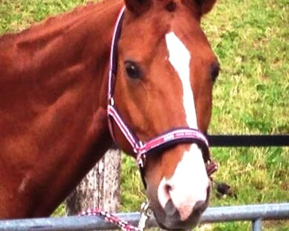 jumper Dodo 45 (Hanoverian, 2000, from Drosselklang II)