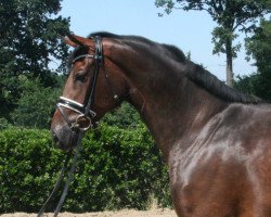 dressage horse Daily Pleasure 20 (Hanoverian, 2012, from Dannebrog)