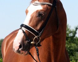 broodmare Bella (Hanoverian, 2012, from Belissimo NRW)