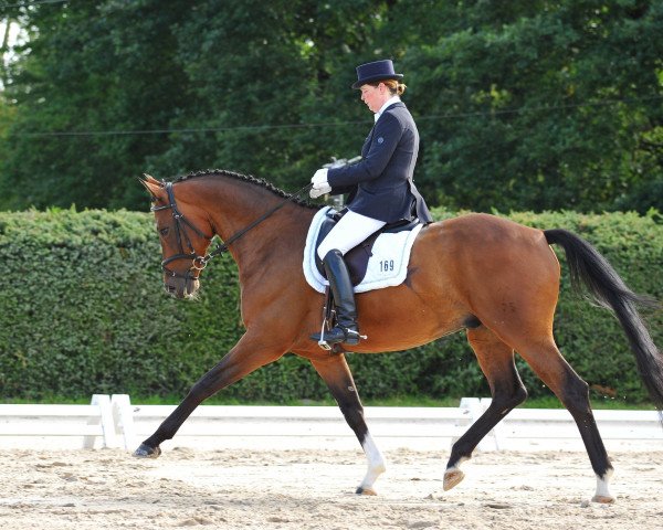 dressage horse Stanley 160 (Hanoverian, 2008, from Stedinger)
