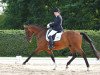 dressage horse Stanley 160 (Hanoverian, 2008, from Stedinger)