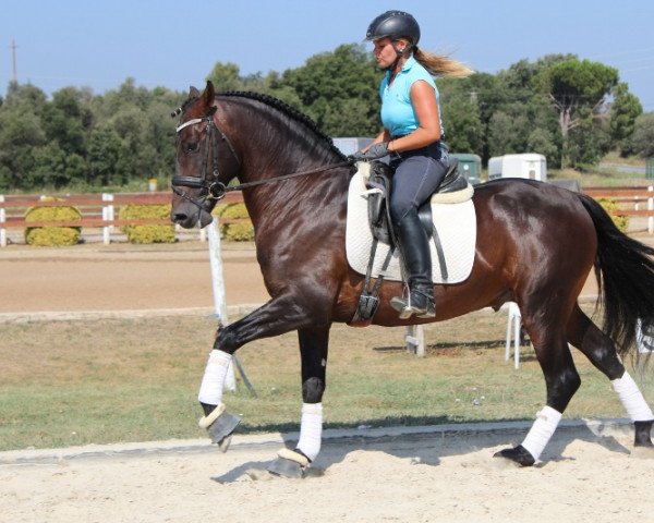 broodmare rocky (Irish Sport Horse, 2010)