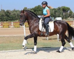 broodmare rocky (Irish Sport Horse, 2010)