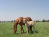 dressage horse Dynamite Deluxe 5 (German Riding Pony, 2008, from Darling)