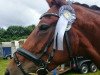 dressage horse Dorfprinzessin M (Rhinelander, 2011, from Demirel)