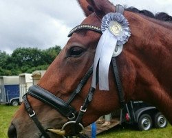 dressage horse Dorfprinzessin M (Rhinelander, 2011, from Demirel)