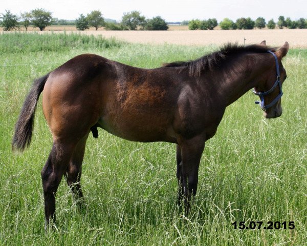 stallion Bonitas Easter Jac (Quarter Horse, 2015, from Jacs Great Spirit)