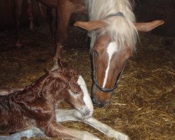 broodmare Pianissima (South German draft horse, 2013, from Solero II)