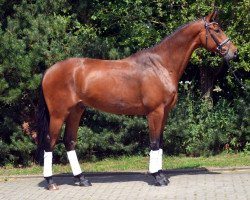 dressage horse Banestro (Hanoverian, 2011, from Bonifatius)