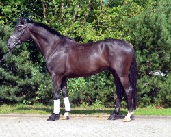 dressage horse danc (Hanoverian, 2011, from Dancier)