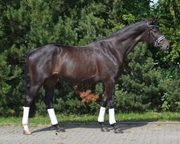 dressage horse Bels (Hanoverian, 2011, from Belstaff)