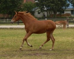 broodmare Galifa (Shagya Arabian, 2014, from Nahat)