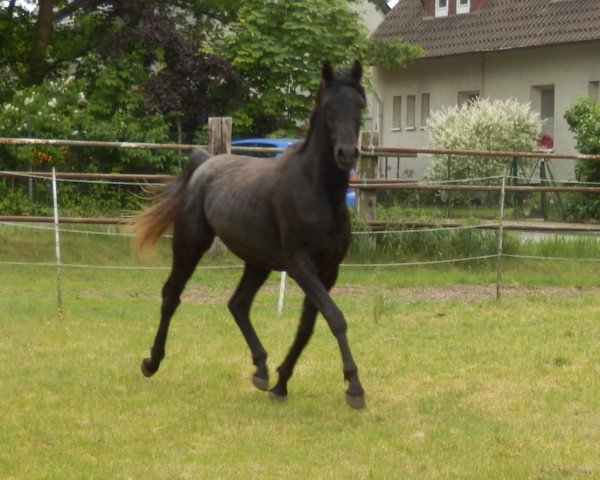 horse Diego (Shagya Arabian, 2013)