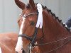 dressage horse Eddington 3 (Westphalian, 2009, from Estobar NRW)