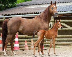 stallion American Brownie (Arab half breed / Partbred, 2015, from NorCal Sierra SnoMan)