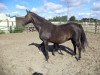 broodmare Scarlett (Hanoverian, 1992, from Sandro)