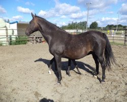 broodmare Scarlett (Hanoverian, 1992, from Sandro)