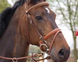 broodmare Landine HD (Rhinelander, 1998, from Landino)