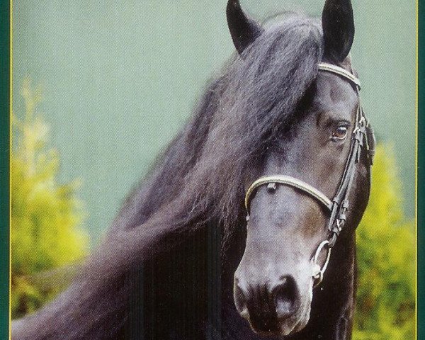 Pferd Jelke 367 (Friese, 1995, von Pyt 325)
