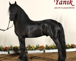 stallion Yanik v. de Richter's (Friese, 2007, from Jelke 367)