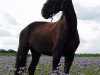 broodmare Final Destiny 2 (Hanoverian, 2004, from Fürst Heinrich)