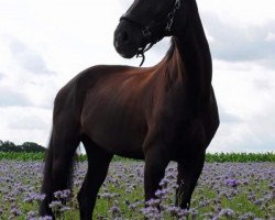 broodmare Final Destiny 2 (Hanoverian, 2004, from Fürst Heinrich)