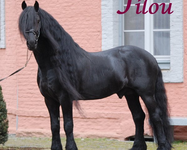 stallion Filou (Friese, 2001, from Oetze)