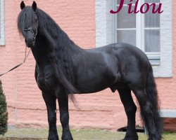 stallion Filou (Friese, 2001, from Oetze)