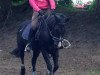 dressage horse Pepples 7 (German Riding Pony, 1998)