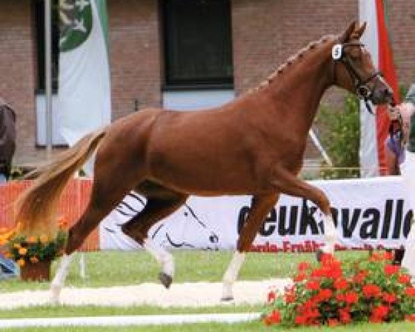 broodmare Viva la Diva 8 (German Riding Pony, 2009, from Voyager 2)