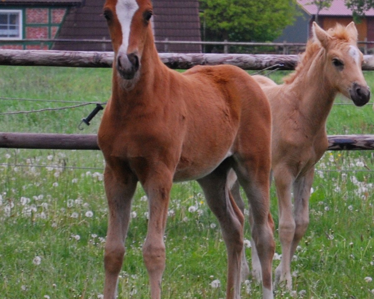 horse Cassalla (German Riding Pony, 2015, from Heidbergs Nancho Nova)