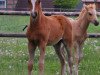 jumper Cassalla (German Riding Pony, 2015, from Heidbergs Nancho Nova)