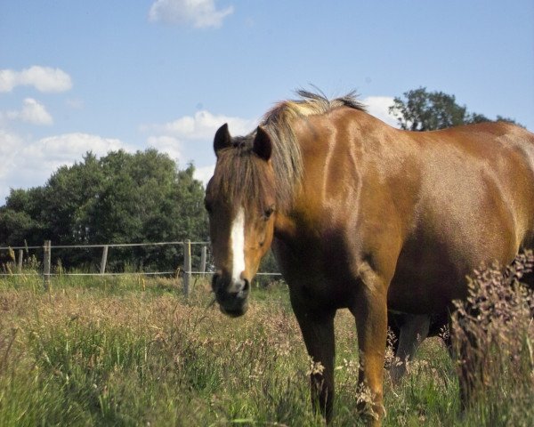 Zuchtstute Heide (Welsh Pony (Sek.B), 2008, von Downland Goldflake)