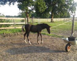 horse Suennevoges Pandora (Welsh Partbred, 2015, from Black Edition R)