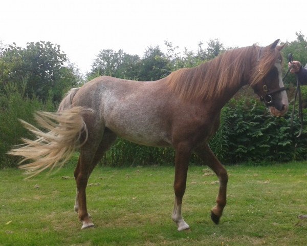 Pferd Rakt's Ramsy (Welsh Pony (Sek.B), 2012, von Den Bramel's Baye)