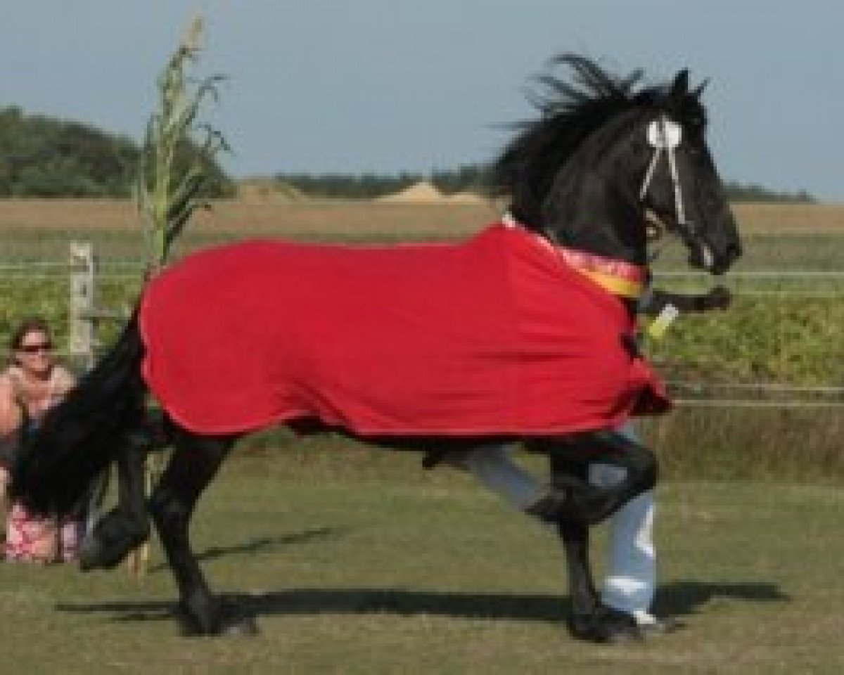 broodmare Ayla von Marschhorst (Friese, 2000, from Folkert 353 Sport)