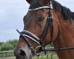 dressage horse Carlo Cadiz M (Trakehner, 2010, from Herzensdieb)