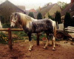 stallion Billi II (Lewitzer, 1989, from Bonitos)