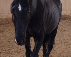 dressage horse Rapati (Hanoverian, 2000, from Rotspon)