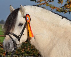 stallion Gandalf (Fjord Horse, 2008, from Østerskov's Gulliver)