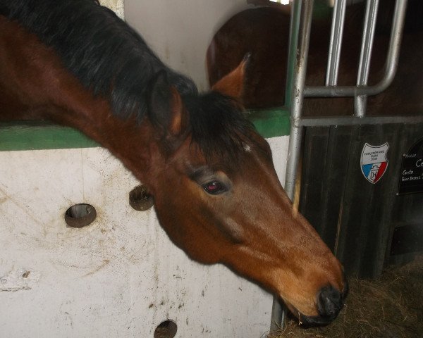 Pferd Leander 278 (Holsteiner, 2001, von Lancer II)