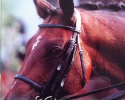 horse Astino (Hanoverian, 1992, from Aalborg)