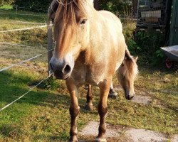 broodmare Deutnia (Fjord Horse, 2007, from Sebastian)