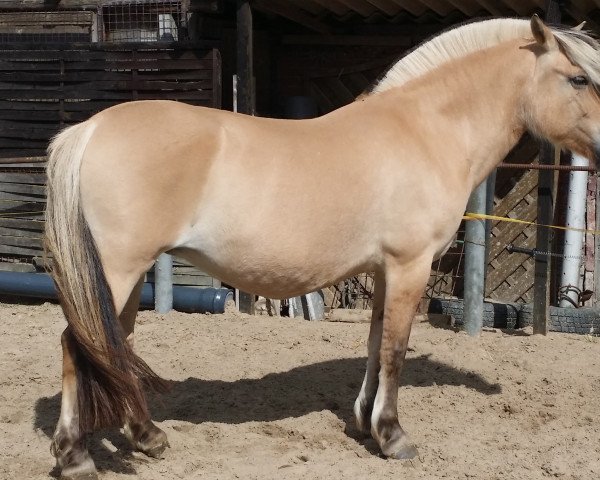 broodmare Melissa (Fjord Horse, 2002, from Mosby BPH)