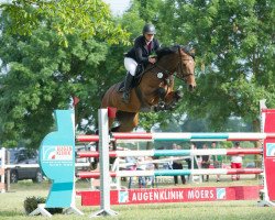 broodmare United Z (Zangersheide riding horse, 2009, from Ustinov)